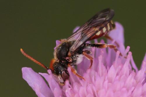 Réf. 199 541 : Nomada armata
